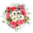 A lush tribute to Chislehurst's blooming seasons, this bouquet combines crisp white daisies with bold coral-pink carnations, bathed in gentle light against a clean white background. The arrangement, lovingly crafted by a local florist, unfolds in a balanced, circular shape-each daisy's snowy petals contrasting bright green centers, while the carnations ripple with warm, inviting tones reminiscent of sunset at Chislehurst Recreation Ground. Wispy baby's breath scatters among the flowers like tiny stars, bringing airiness and subtle volume. Slender eucalyptus leaves and vibrant greenery evoke the fresh, earthy scent of a walk along Hawkwood Lane after rain. Subtle alstroemeria buds, painted with blush and purple, promise ongoing beauty. The bouquet's joyful character makes it perfect for brightening someone's day, celebrating a special occasion, or conveying love and appreciation with a personal touch-delivered fresh from Chislehurst Flowers to homes and workplaces throughout the community.