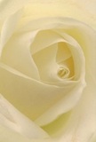 This captivating close-up invites you into the gentle heart of a cream-white rose, arranged by a florist deeply rooted in Chislehurst's tradition of personal touch. The spiral of ivory petals unfurls with an almost whisper-light softness, their edges catching the serene morning light that people so often enjoy along the woods or commons nearby. Shadows drift quietly between the layers, lending the bloom a subtle drama and enhancing its mystique. The mood here is peaceful-perfect for moments when stillness and gentle remembrance are needed most. Whether for sympathy, admiration, or to celebrate new beginnings, this rose encapsulates heartfelt intention. Beneath it all, there's an imagined sweet, discreet fragrance, as if echoing through the air along Camden Park Road. The close perspective showcases not just the blossom but the careful artistry and emotion invested by a Chislehurst florist, highlighting the deep local tradition of crafting flowers for every special milestone.